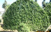 菊花造型之孔雀開(kāi)屏